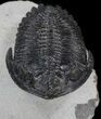 Prone Hollardops Trilobite - Nice Eyes #37502-5